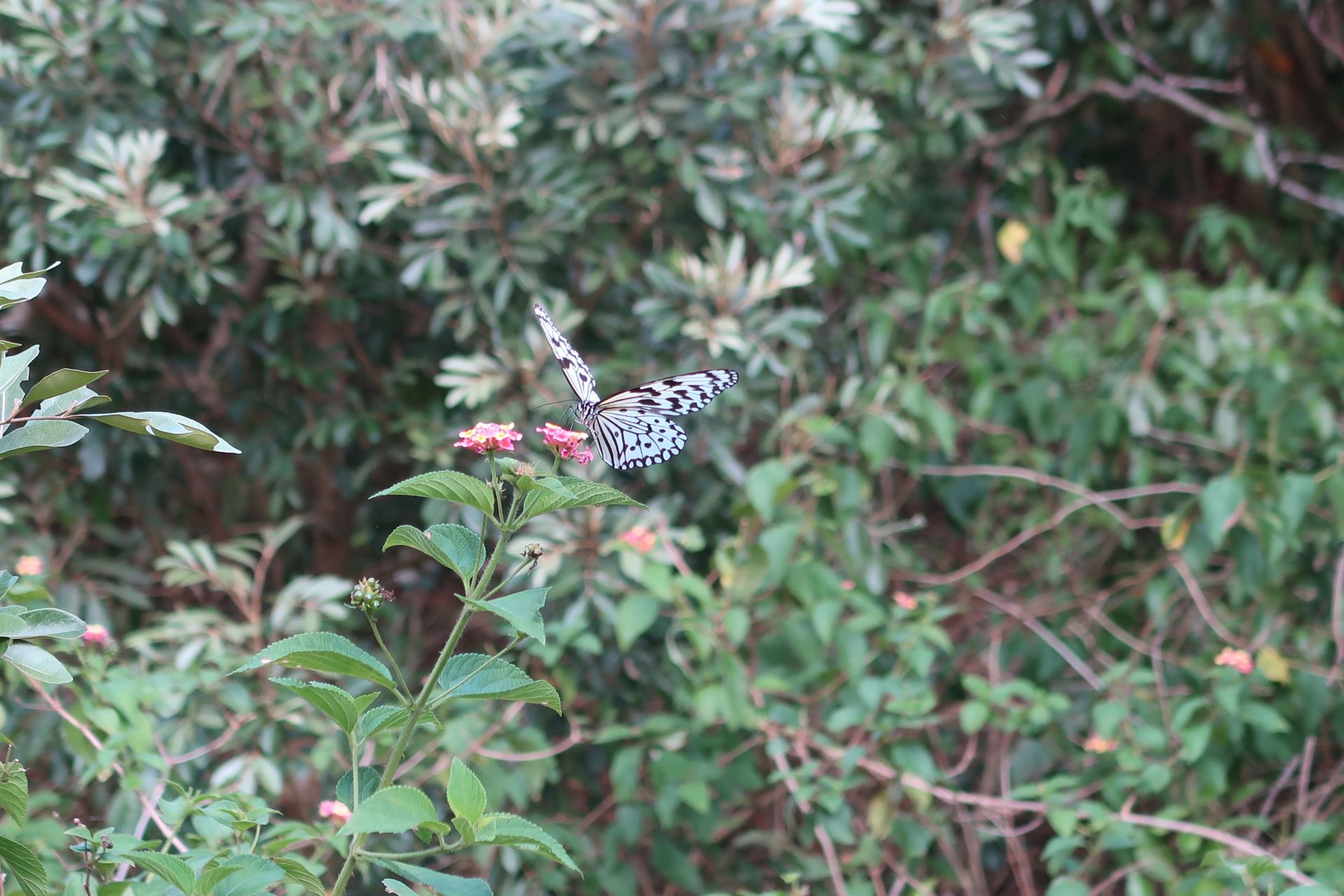 Schmetterling im Sheding Nature Park