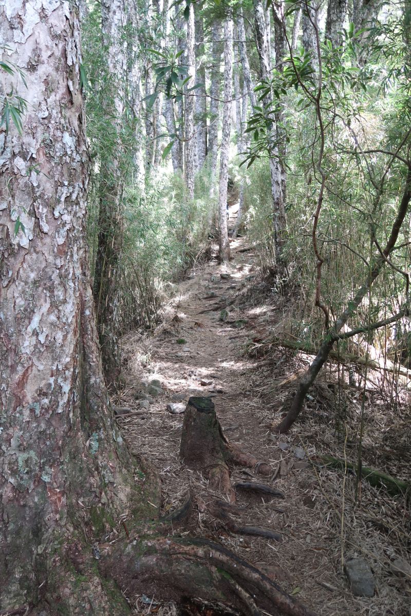 Steiler Aufstieg durch den Wald