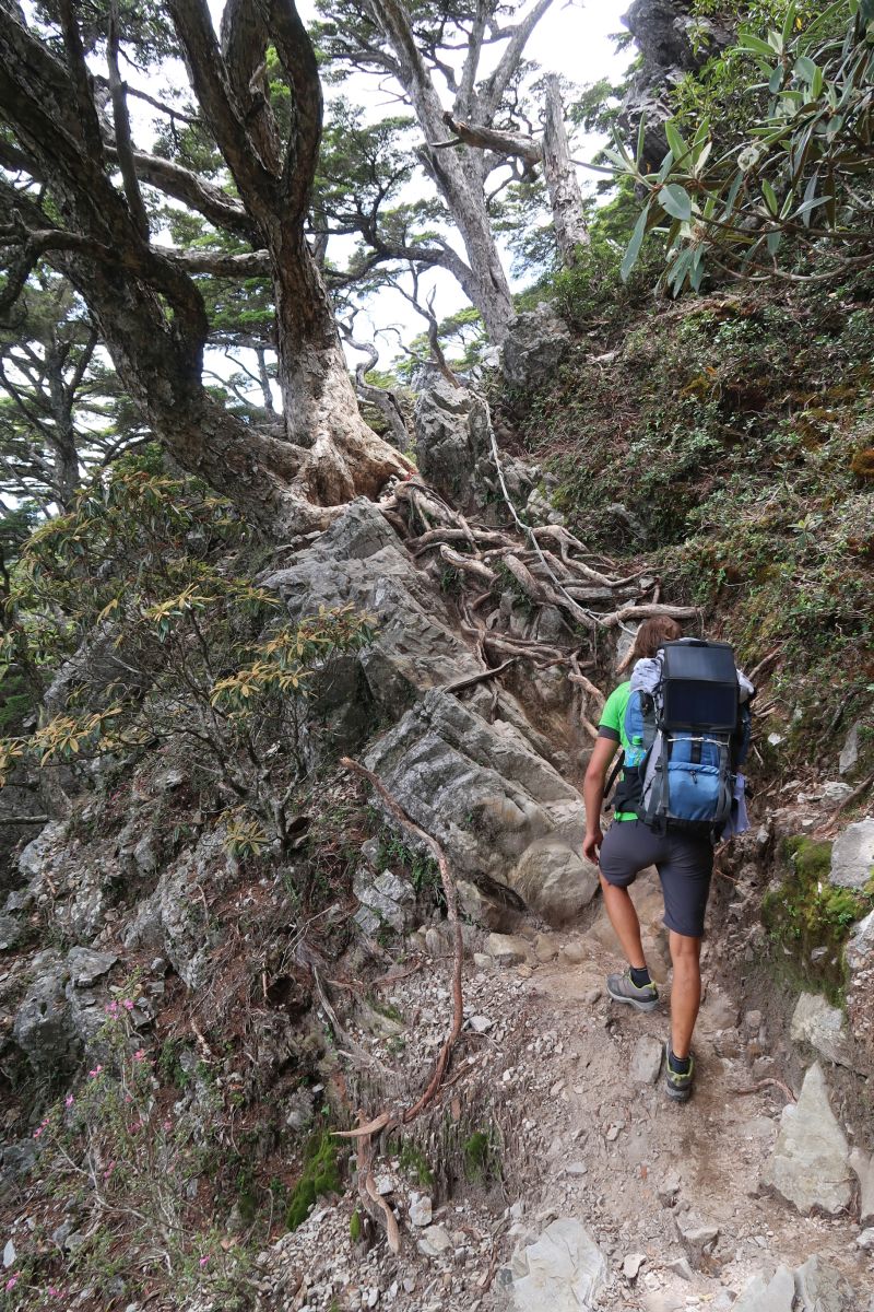 Steiler Wanderweg mit Wurzeln und Steinen