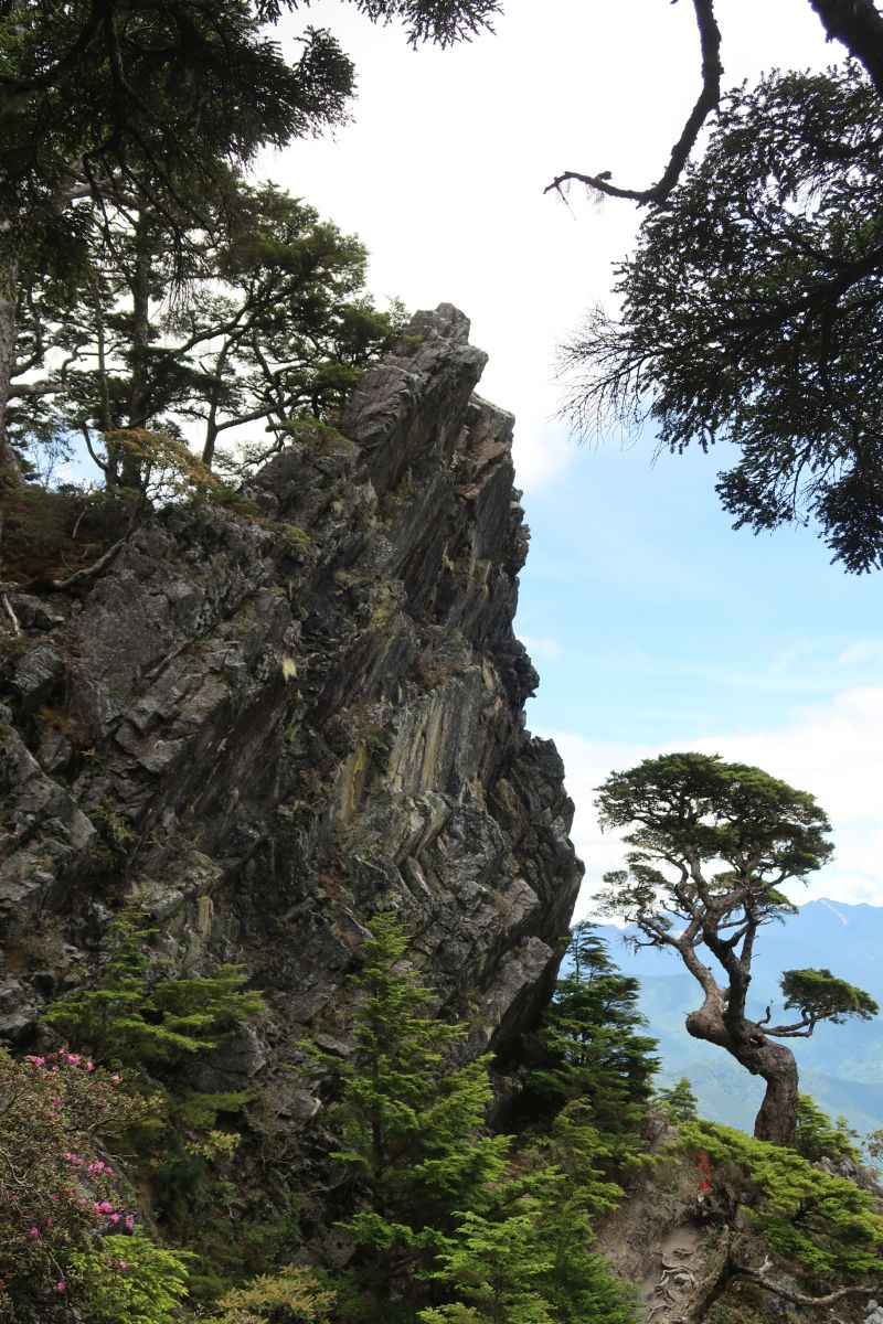 Berühmtes Baumsujet im National Park