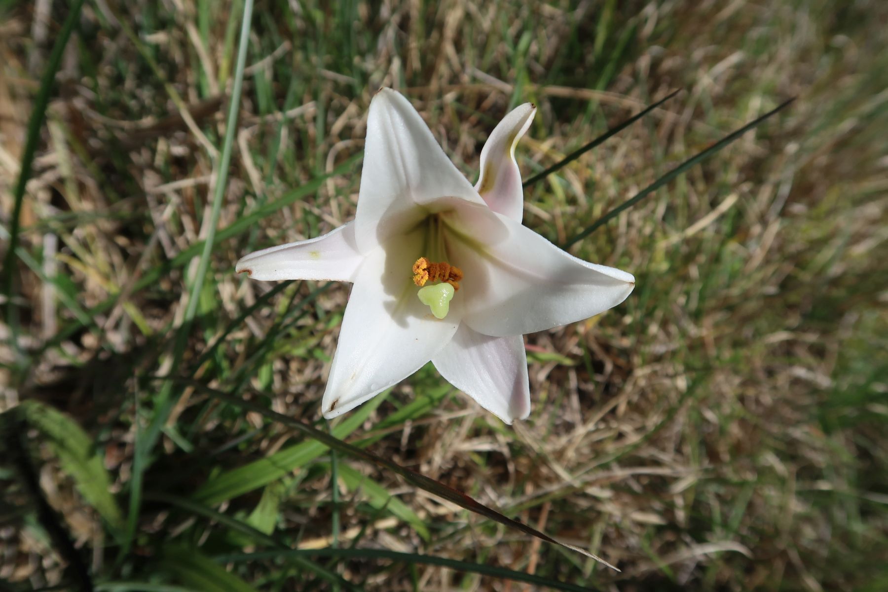 Weisse sternförmige Blume