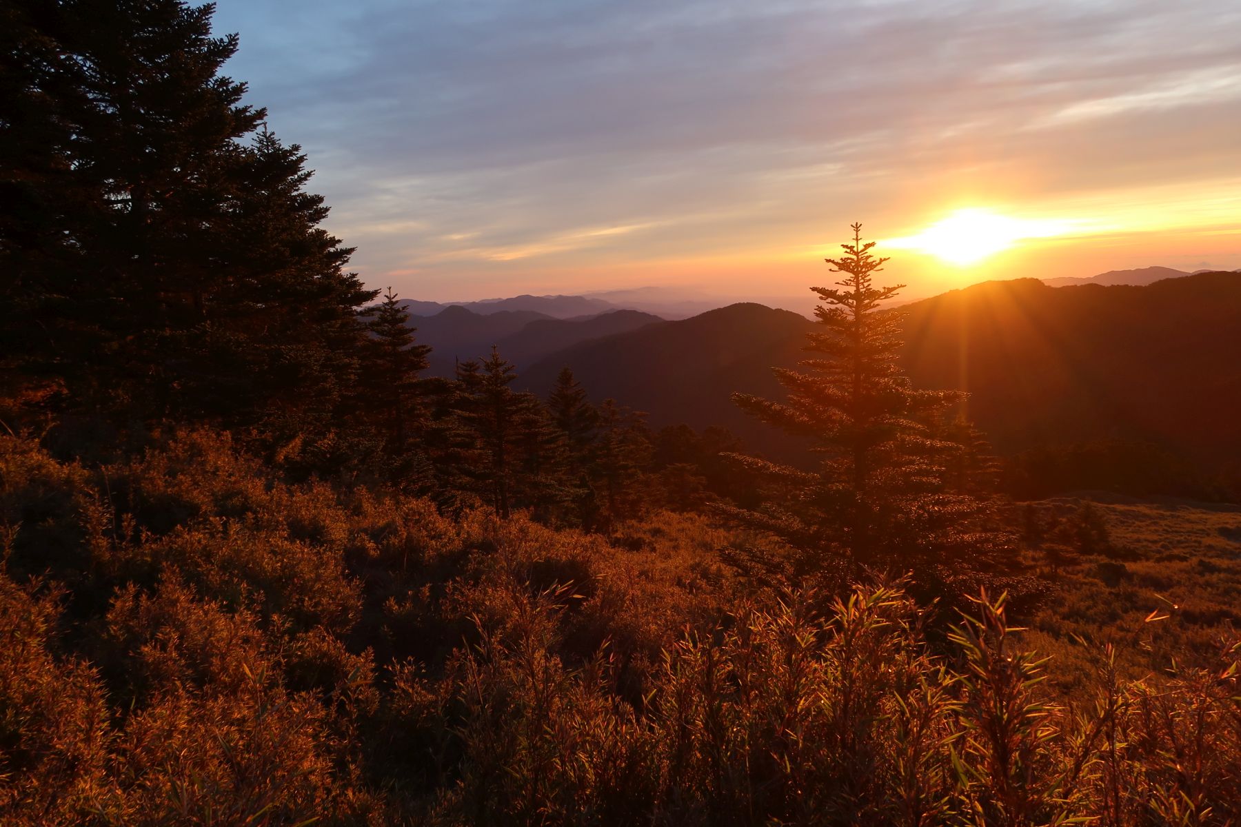 Tanne im Sonnenaufgang