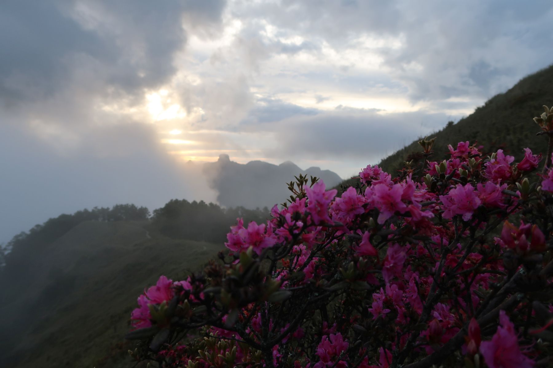 Sonnenuntergang mit pinken Blumen im Fokus