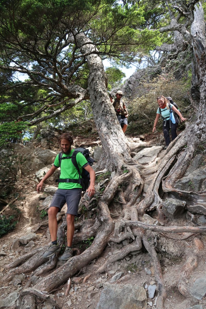 3 Wanderer klettern über Wurzeln